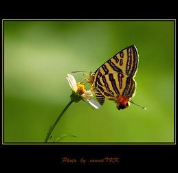 诱吻蝴蝶,探寻自然界的浪漫传奇