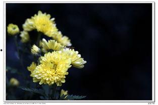 小菊的秋天,收获与成长的季节之旅